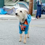 thestreetvet profile picture