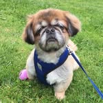 thesurlydog profile picture