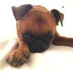 thesweetestcrumpet profile picture
