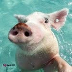 theswimmingpigs profile picture