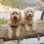 thetahoedoods profile picture