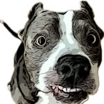 thetomjao profile picture