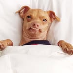 thetravelingtuna profile picture
