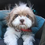 thetripawdtzu profile picture