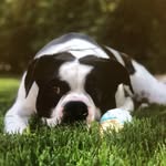 thetzsdogs profile picture