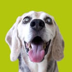 thevintagebeagle profile picture