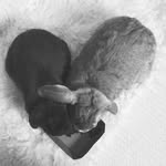 thewabbits profile picture