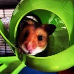 theweebasilyboy profile picture