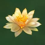 thewhitelotus profile picture