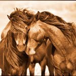 thewildhorsesofsableisland profile picture