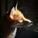 the_wildlife_haven profile picture