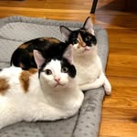 thewobblecats profile picture