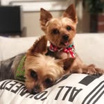 theyorkienuggets profile picture