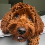 thezoomiedood profile picture