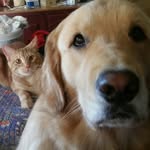 thievingarchie profile picture