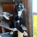 thiscatiscarbs profile picture