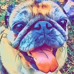 thiscrazydoghouse profile picture