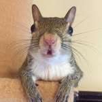 this_girl_is_a_squirrel profile picture