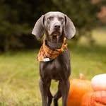 this_is_opie_the_weim profile picture
