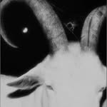 thisizyourgoat profile picture