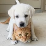 thor_n_simba profile picture
