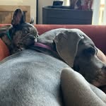 thosedarndogs profile picture