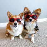 thosetempletoncorgis profile picture