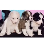 threecrazycollies profile picture