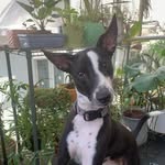 threedogtrouble profile picture