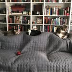 three_kitties_in_atl profile picture