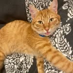 three_leg_arthur profile picture
