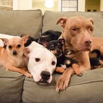threesillypits profile picture