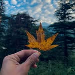 thrillling_nature profile picture