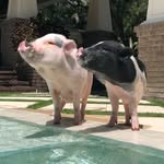 thunderboltpigs profile picture