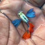 thundilaquafarm profile picture