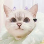 tianajia_1110 profile picture
