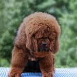tibetdogs profile picture