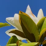 tiendaalmanordica profile picture