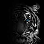 tiger.679512 profile picture