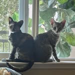 tiger.lily.cats profile picture