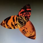 tigerlilyproductions profile picture