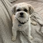tigerourdog profile picture