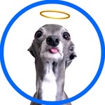 tikatheiggy profile picture