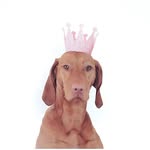 tikken_the_vizsla profile picture