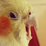 tillyandfreya profile picture