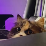 timmythecats profile picture