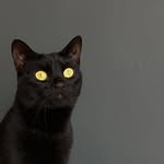 timotheous profile picture