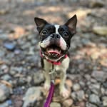 tinathebostonterrier profile picture