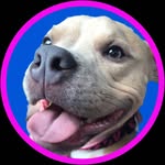 tinkerbellpuppy profile picture
