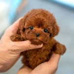 tinnypaws profile picture